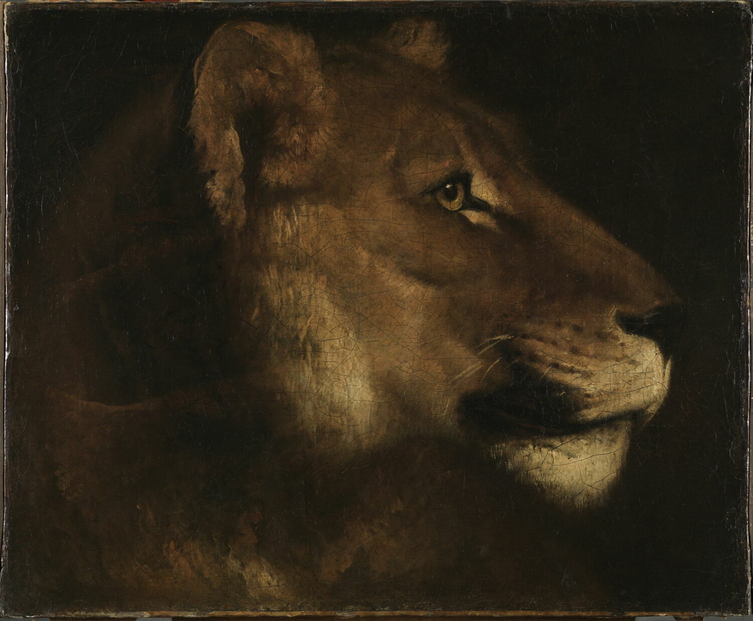 Tête de lionne, Théodore Géricault, Musée du Louvre